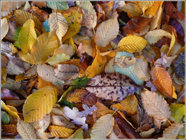 bham autumn